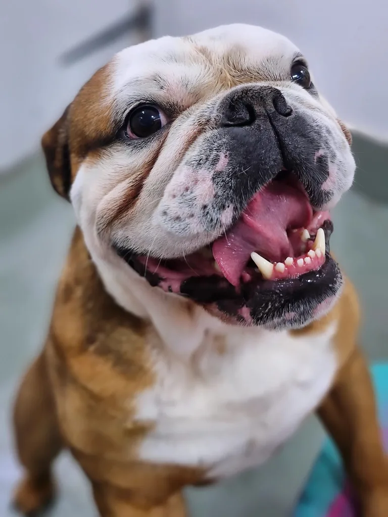 Freshly groomed bulldog with a big smile