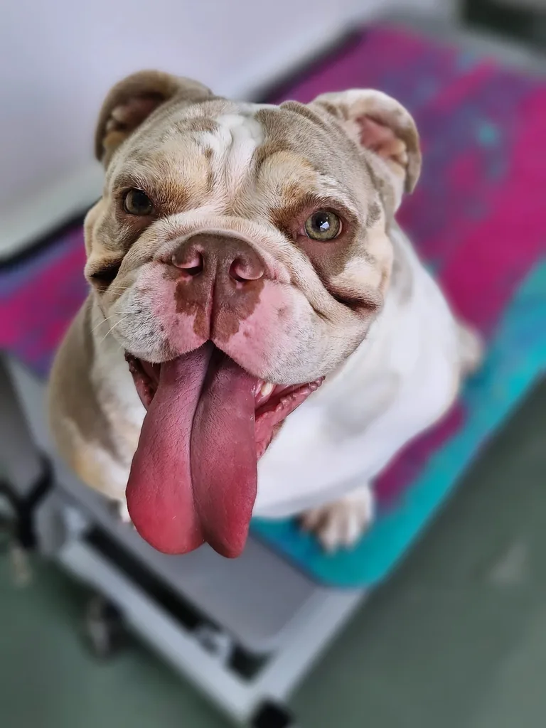 Bulldog with tongue out after a groom