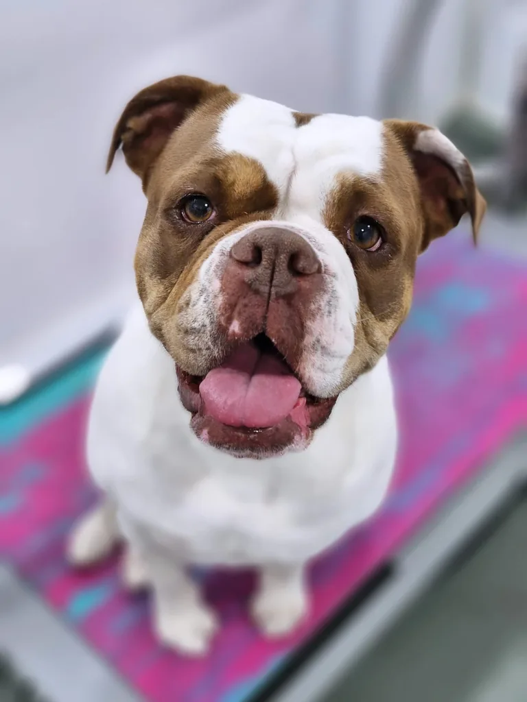 Groomed brown and white bulldog