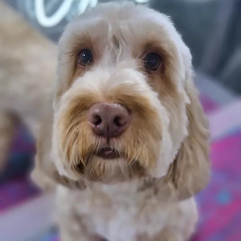 Freshly groomed apricot cockapoo