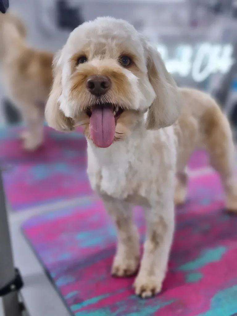 Groomed cream cockapoo