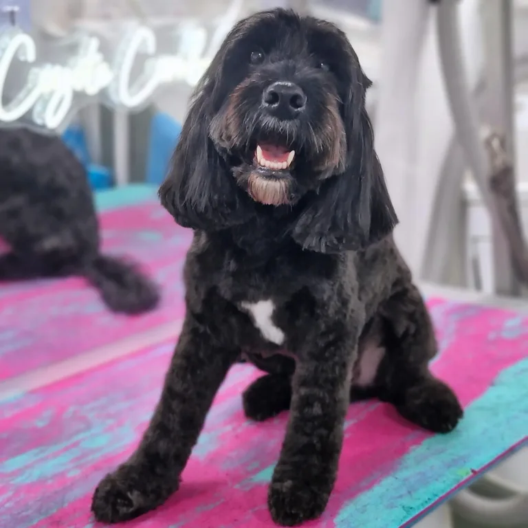 Groomed black cockapoo in the van