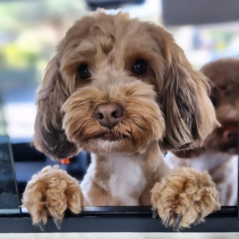 Cockapoo looking out of the grooming van window