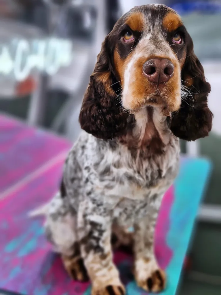 Groomed roan cocker spaniel