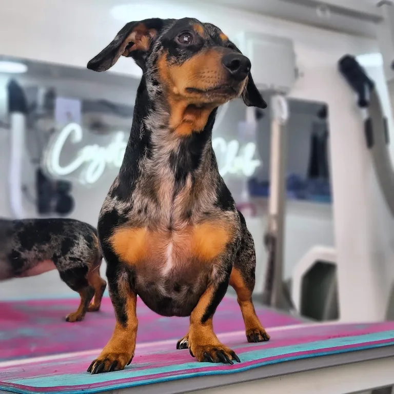 Groomed dapple dachshund