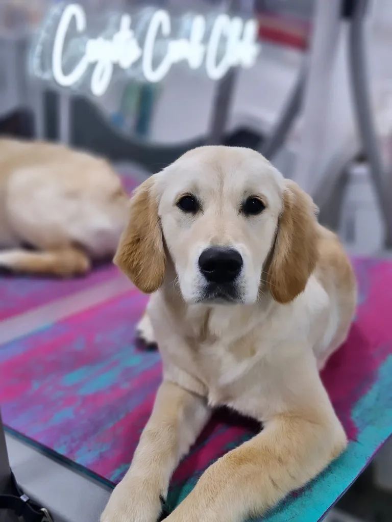 Softly groomed golden retriever