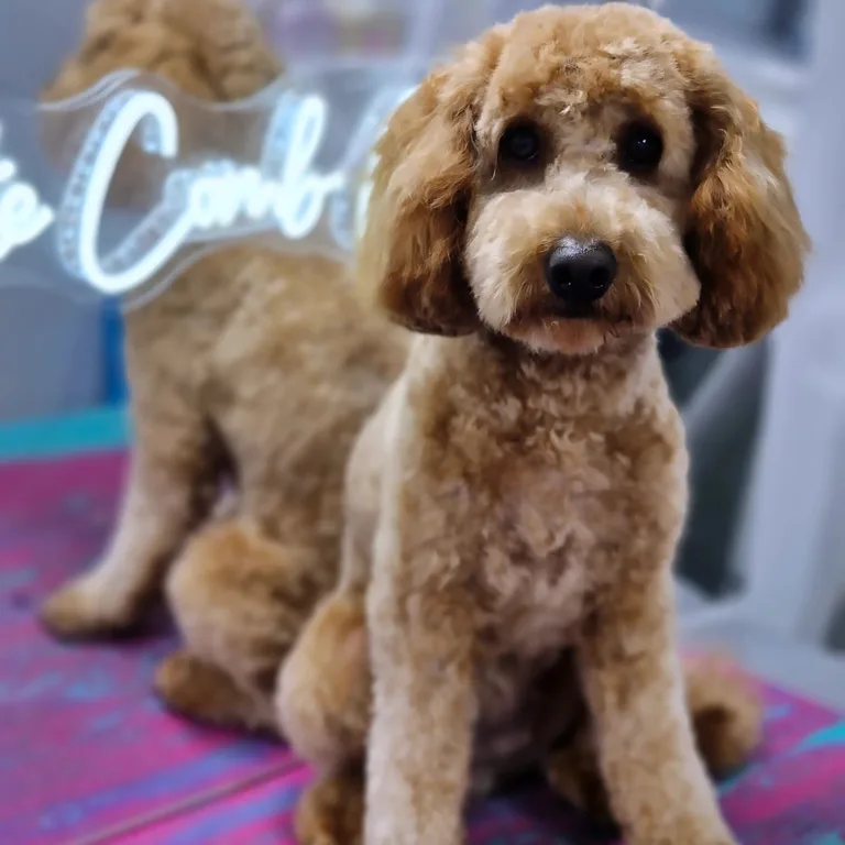 Groomed goldendoodle