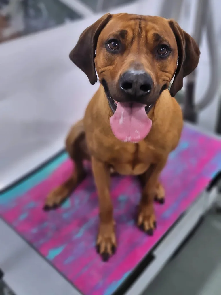Tan hound panting happily after a groom