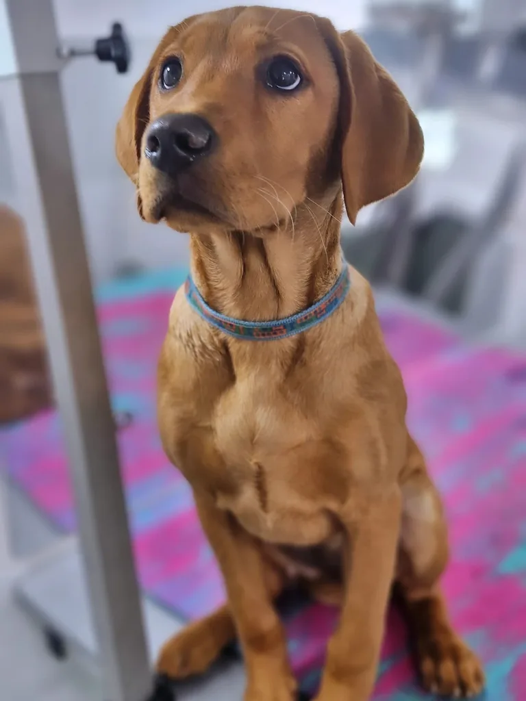 Labrador puppy after a groom