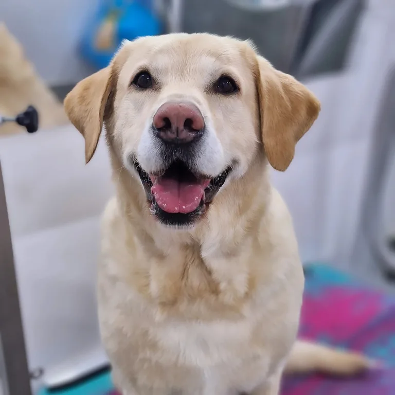 Yellow labrador smiling after a groom