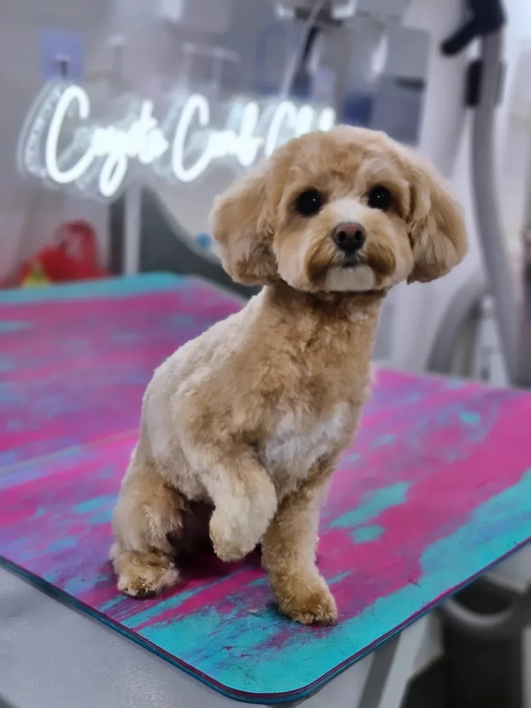 Groomed apricot poodle