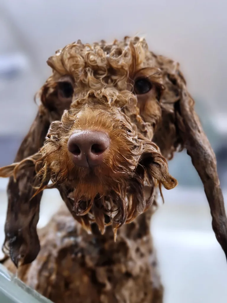 Poodle enjoying the warm hydro bath