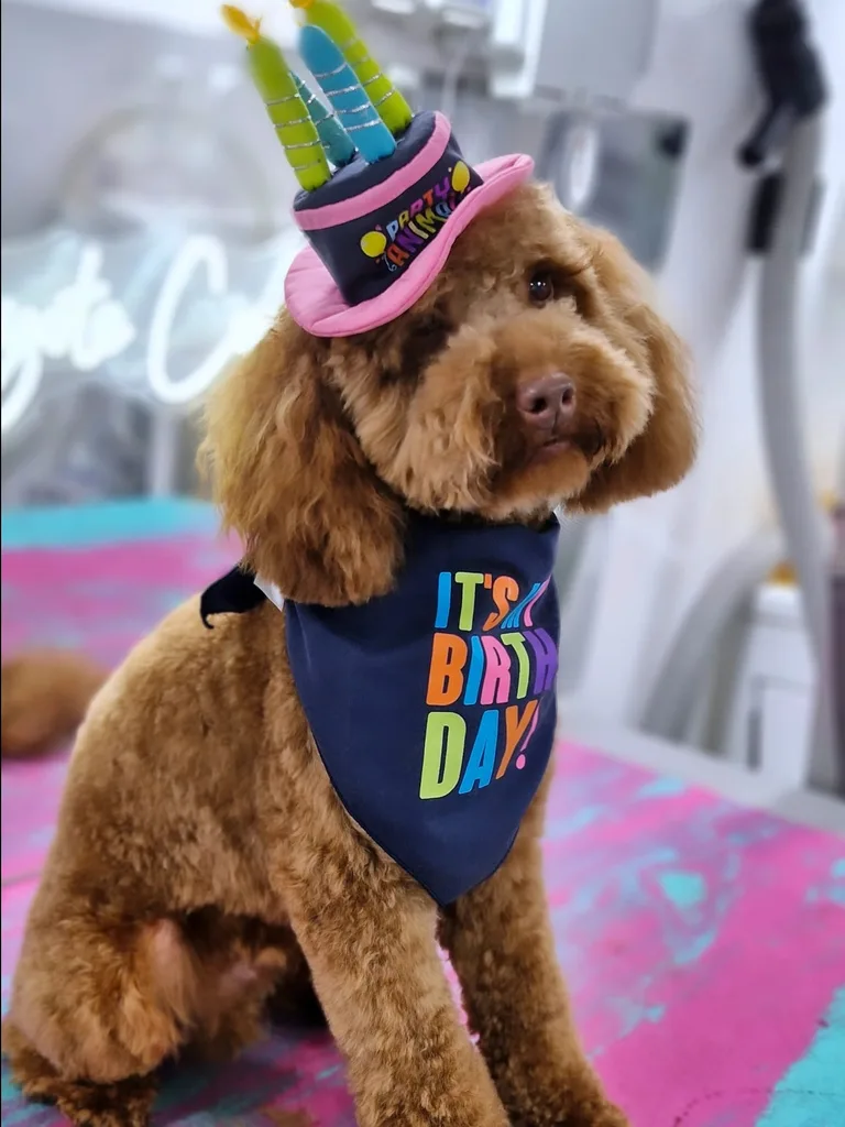 Poodle in a birthday hat and bandana after a groom