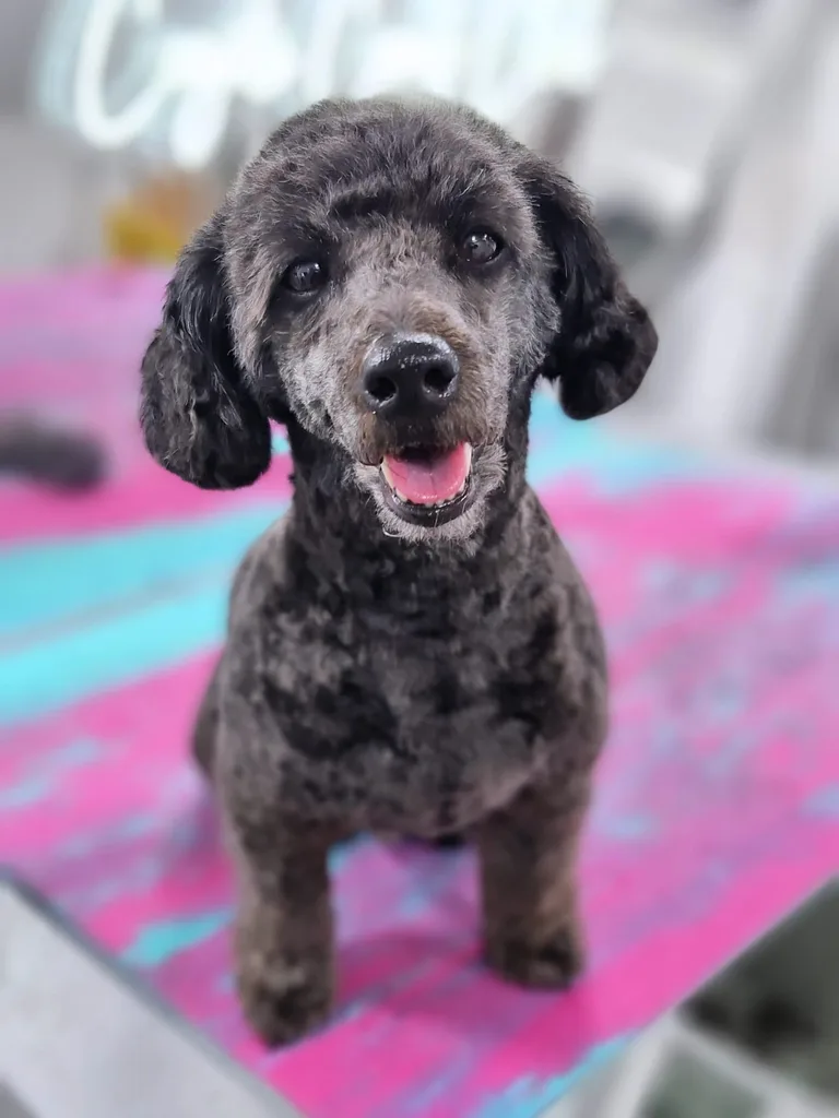 Groomed grey poodle