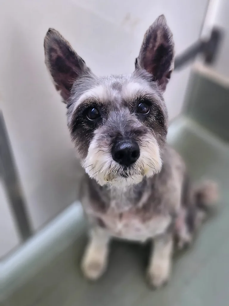 Groomed silver schnauzer