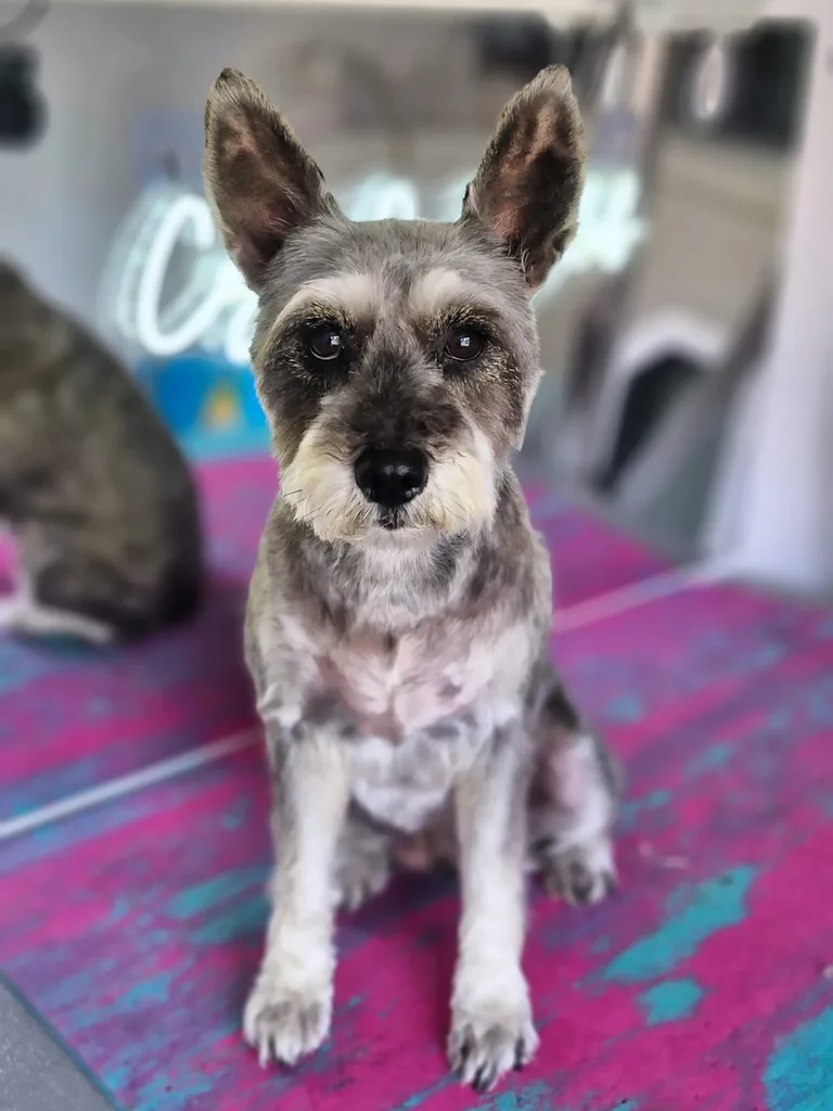 Groomed schnauzer in the van