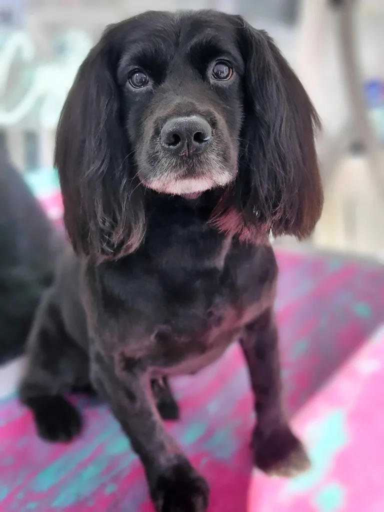 Groomed black cocker spaniel in the van
