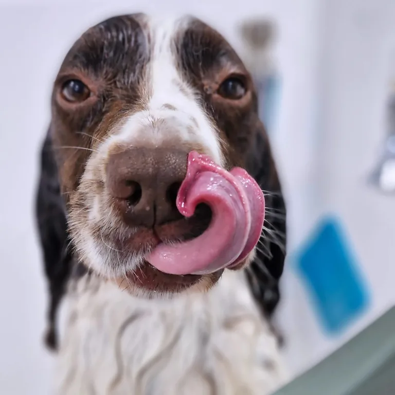 Springer spaniel after a bath in the van