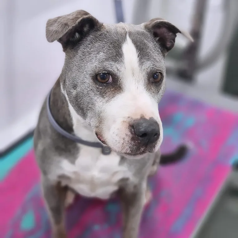 Groomed Staffordshire bull terrier
