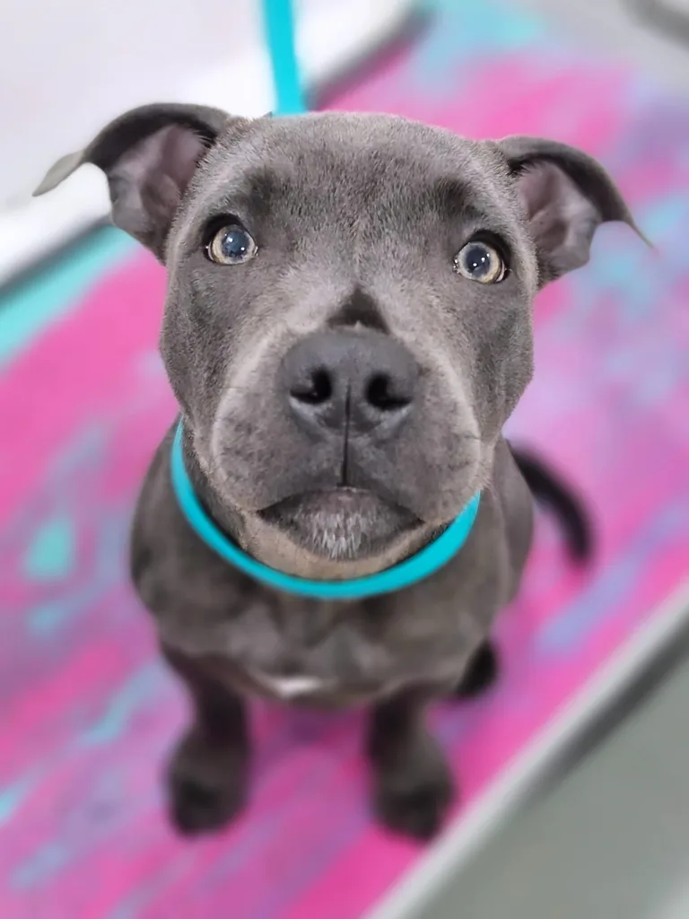 Blue Staffy puppy after grooming