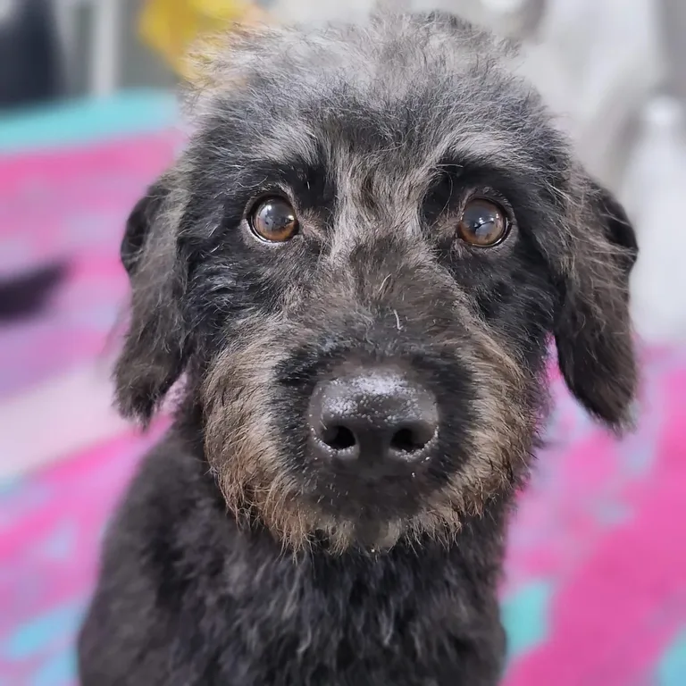 Freshly groomed black terrier