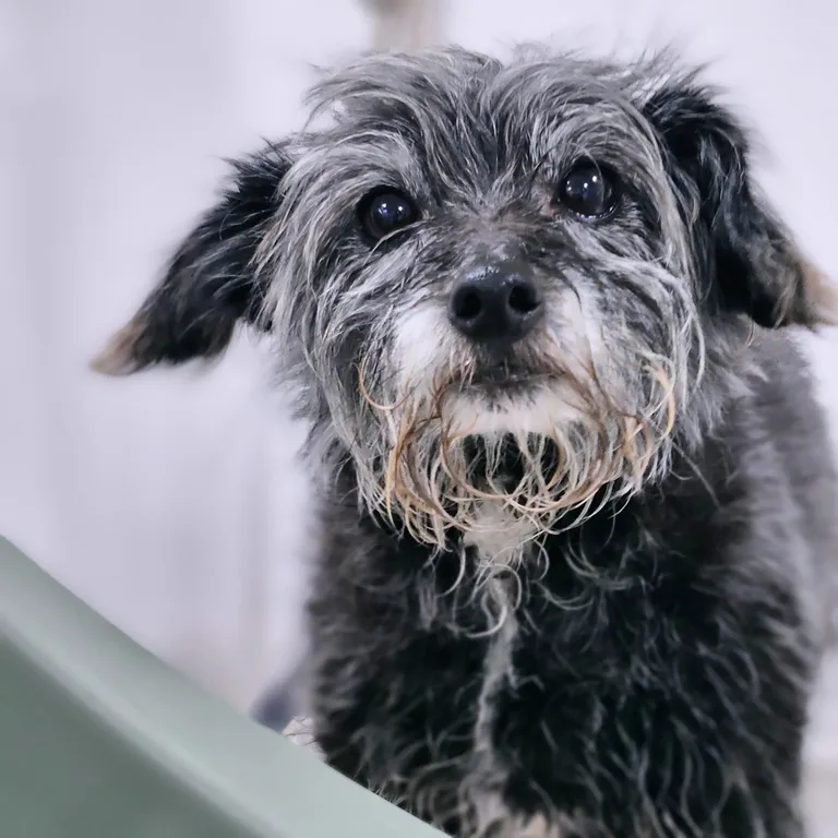 Freshly tidied scruffy terrier