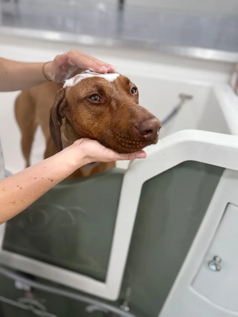 Vizsla being bathed in the van's hydro bath
